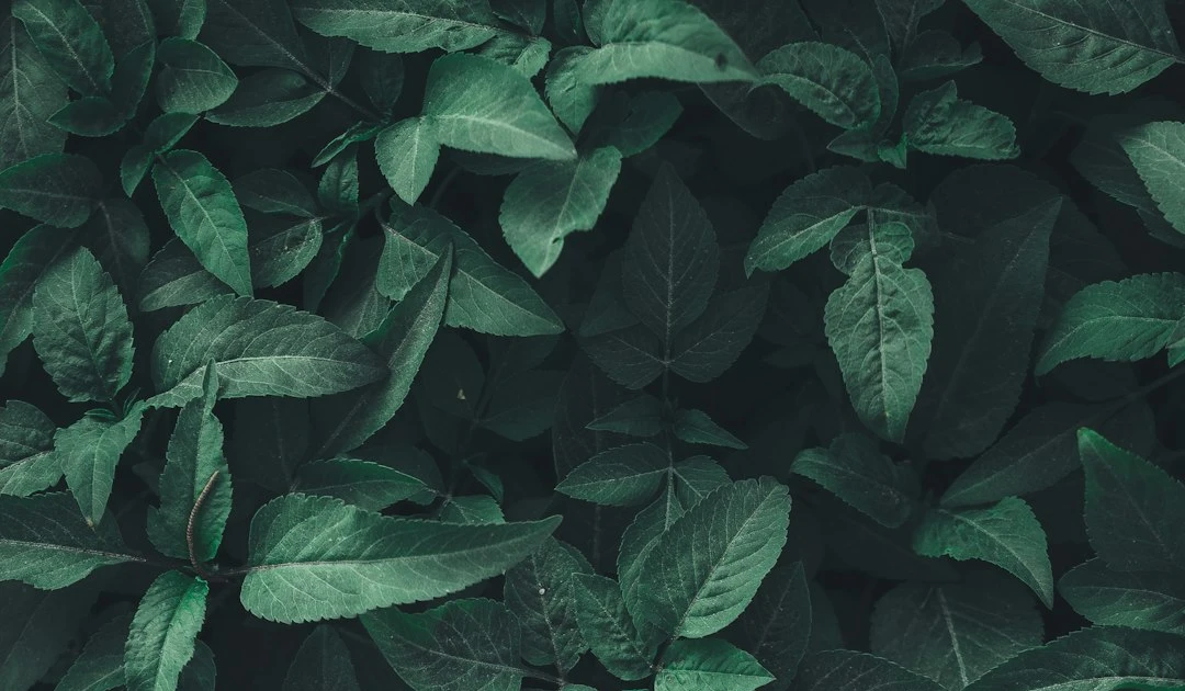 ⎯ Foto: Nahil Naseer/Unsplash